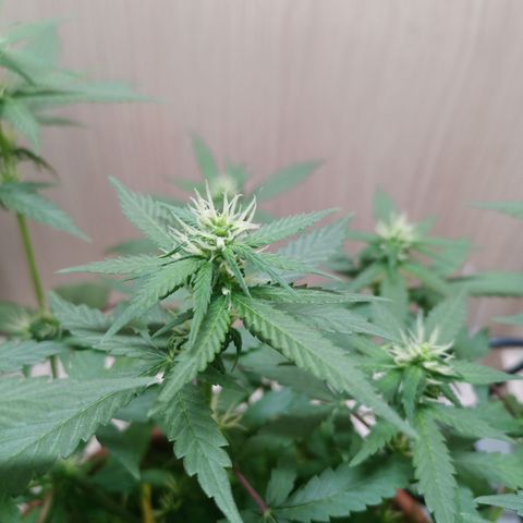 Unknown Mist #1 growlog timeline photo