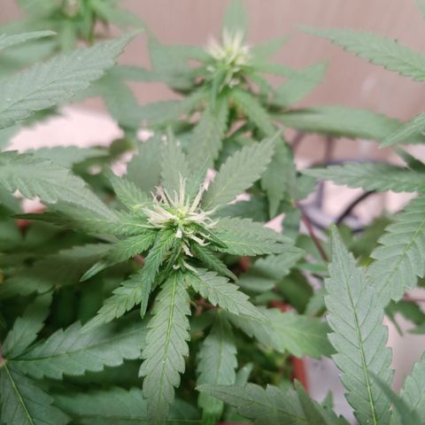 Unknown Mist #1 growlog timeline photo