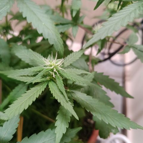 Unknown Mist #1 growlog timeline photo