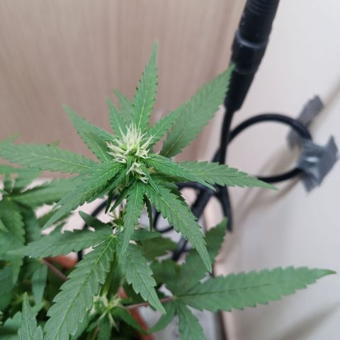 Unknown Mist #1 growlog timeline photo