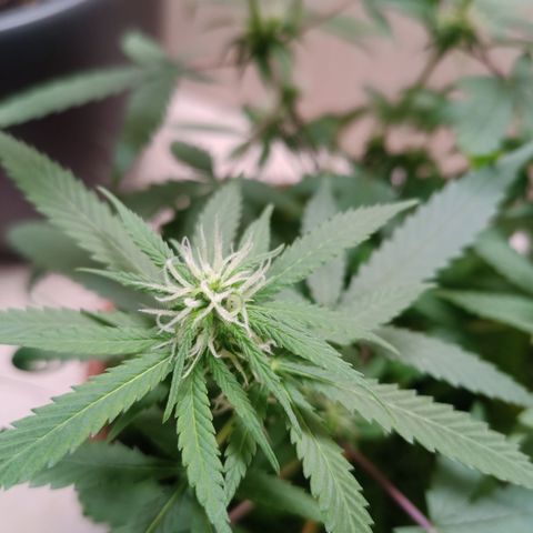 Unknown Mist #1 growlog timeline photo