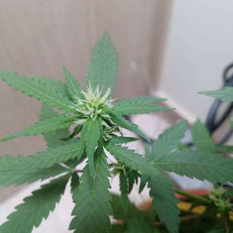Unknown Mist #1 growlog timeline photo