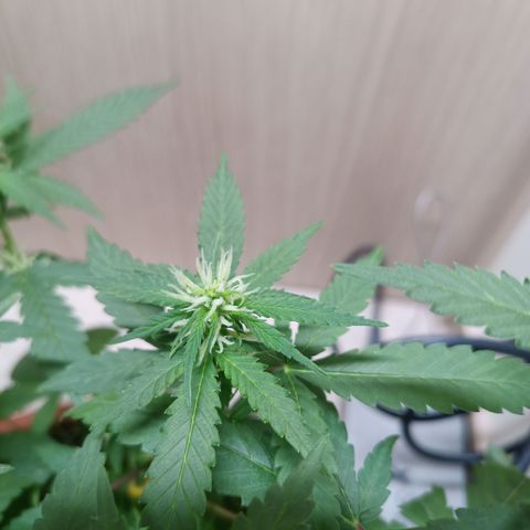 Unknown Mist #1 growlog timeline photo