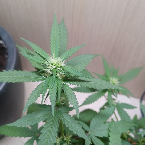 Unknown Mist #1 growlog timeline photo