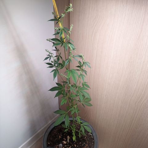 Royal Bluematic  growlog timeline photo