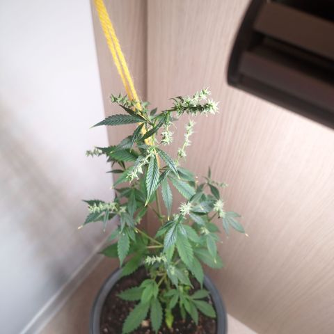 Royal Bluematic  growlog timeline photo