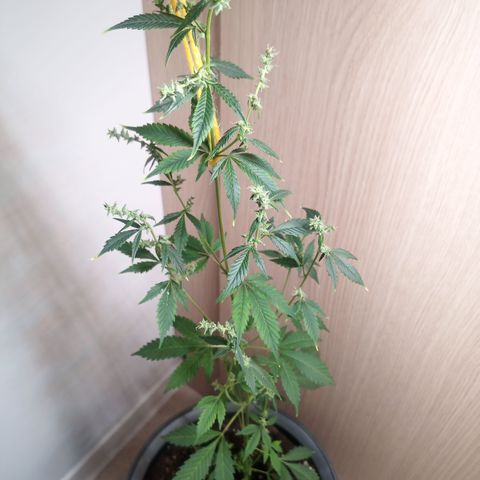 Royal Bluematic  growlog timeline photo