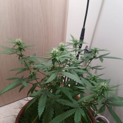 Unknown Mist #1 growlog timeline photo