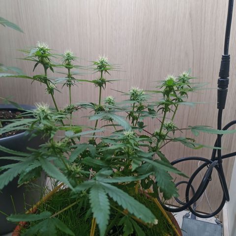 Unknown Mist #1 growlog timeline photo