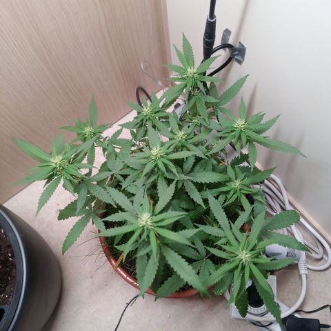 Unknown Mist #1 growlog timeline photo