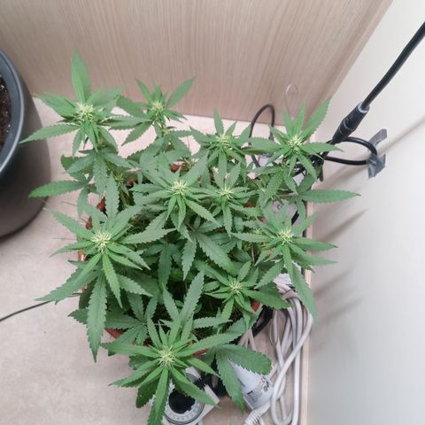 Unknown Mist #1 growlog timeline photo