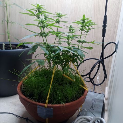 Unknown Mist #1 growlog timeline photo