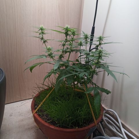 Unknown Mist #1 growlog timeline photo