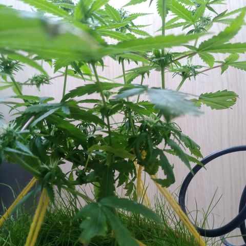 Unknown Mist #1 growlog timeline photo