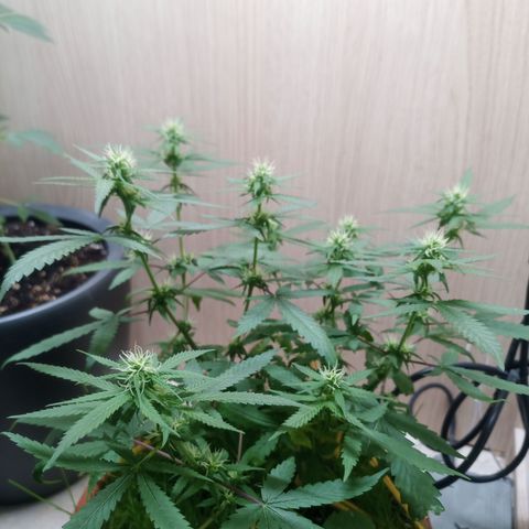 Unknown Mist #1 growlog timeline photo