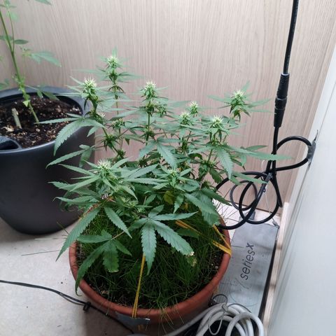 Unknown Mist #1 growlog timeline photo