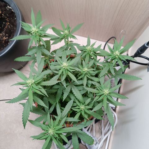 Unknown Mist #1 growlog timeline photo