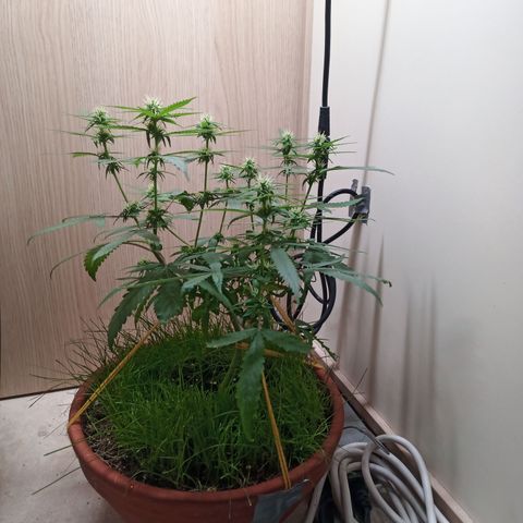 Unknown Mist #1 growlog timeline photo