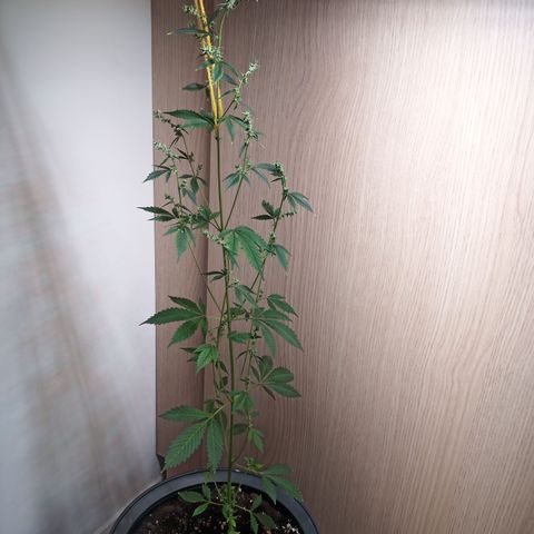 Royal Bluematic  growlog timeline photo