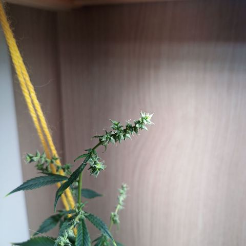 Royal Bluematic  growlog timeline photo