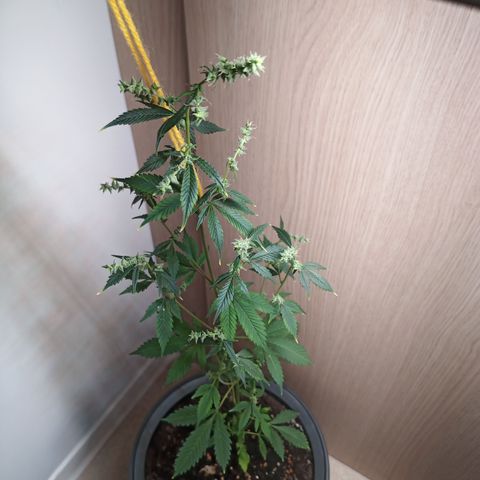 Royal Bluematic  growlog timeline photo