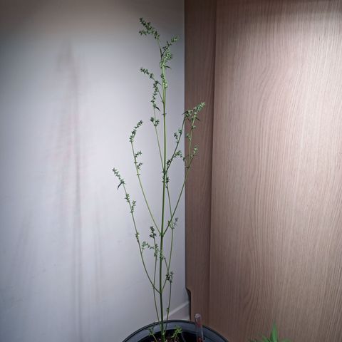 Royal Bluematic  growlog timeline photo