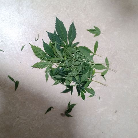 Royal Bluematic  growlog timeline photo