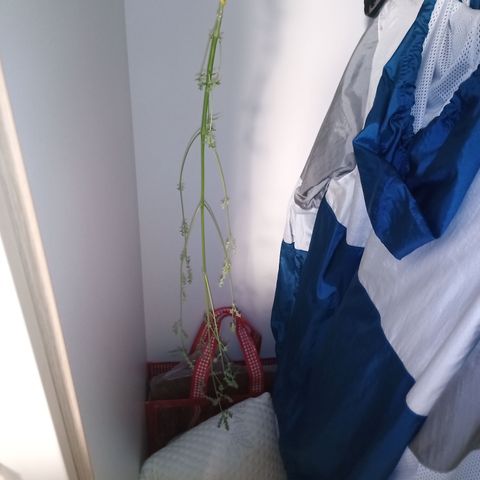 Royal Bluematic  growlog timeline photo