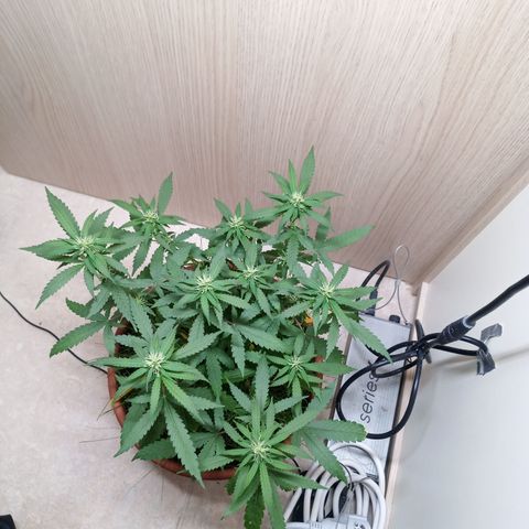 Unknown Mist #1 growlog timeline photo