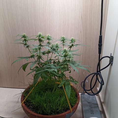 Unknown Mist #1 growlog timeline photo