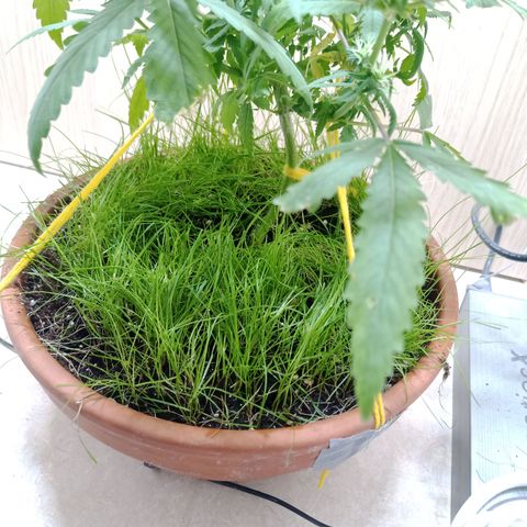 Unknown Mist #1 growlog timeline photo