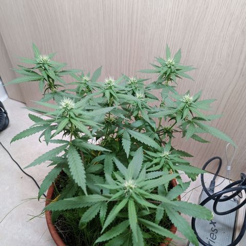Unknown Mist #1 growlog timeline photo