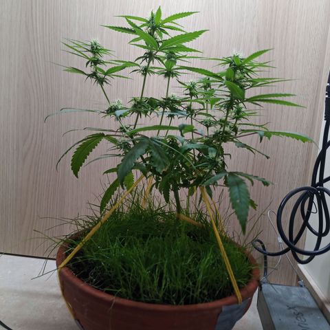 Unknown Mist #1 growlog timeline photo