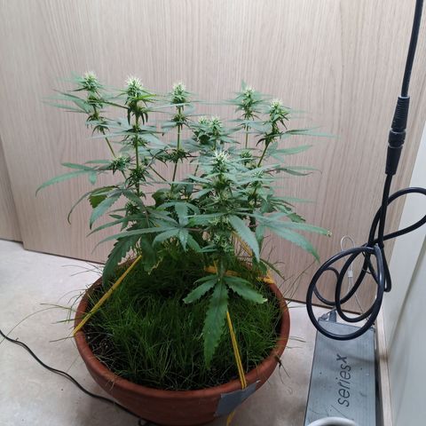 Unknown Mist #1 growlog timeline photo