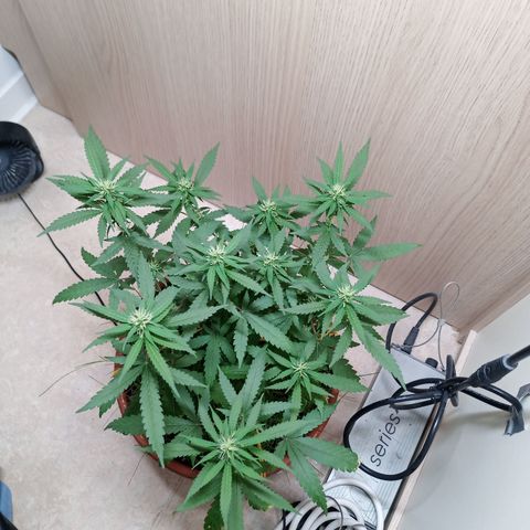 Unknown Mist #1 growlog timeline photo