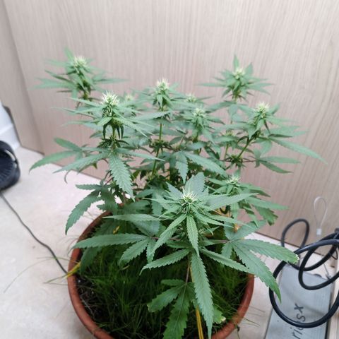 Unknown Mist #1 growlog timeline photo