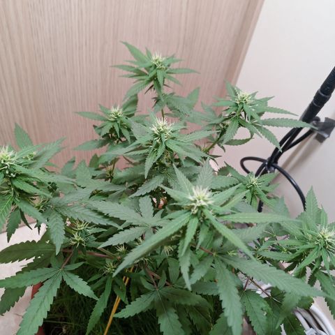 Unknown Mist #1 growlog timeline photo
