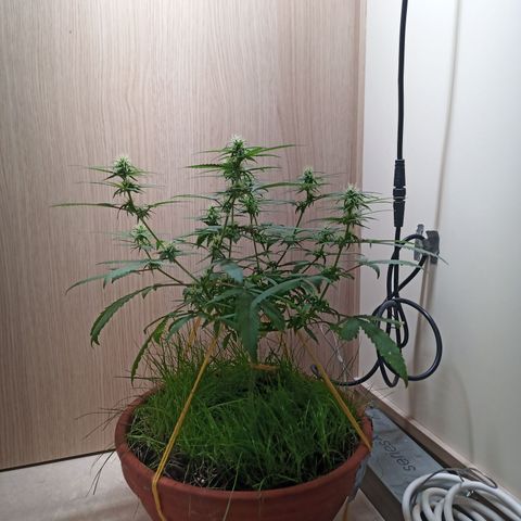 Unknown Mist #1 growlog timeline photo