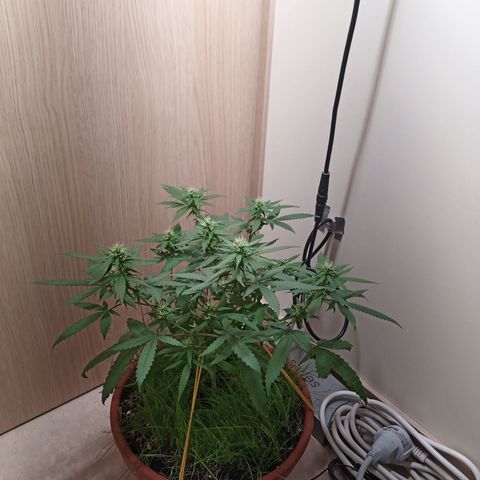 Unknown Mist #1 growlog timeline photo