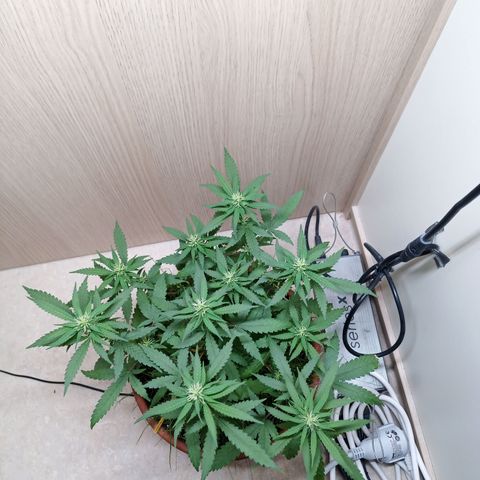 Unknown Mist #1 growlog timeline photo
