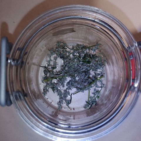 Royal Bluematic  growlog timeline photo