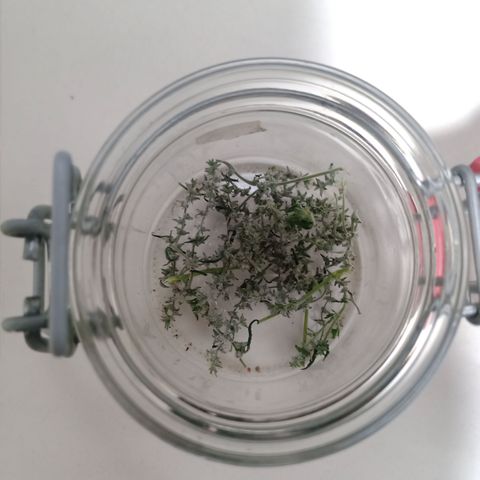 Royal Bluematic  growlog timeline photo