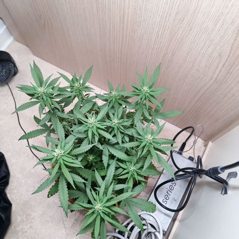 Unknown Mist #1 growlog timeline photo