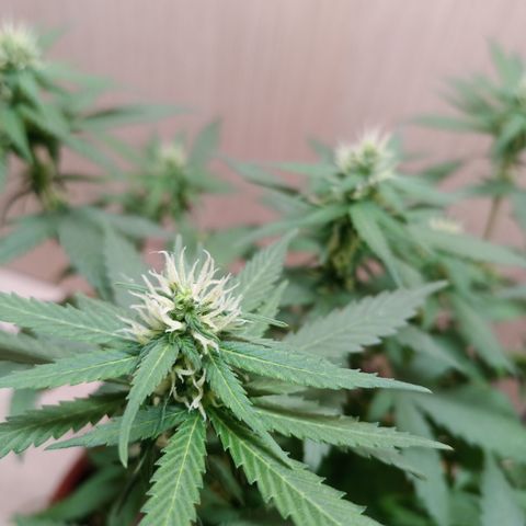 Unknown Mist #1 growlog timeline photo
