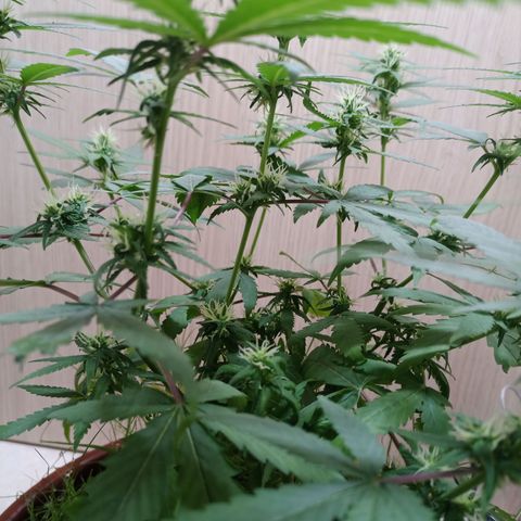 Unknown Mist #1 growlog timeline photo