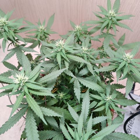 Unknown Mist #1 growlog timeline photo