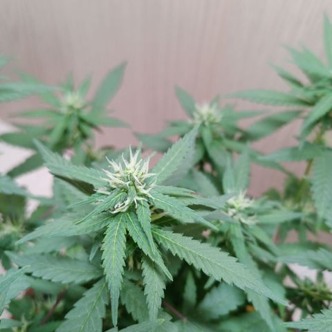 Unknown Mist #1 growlog timeline photo