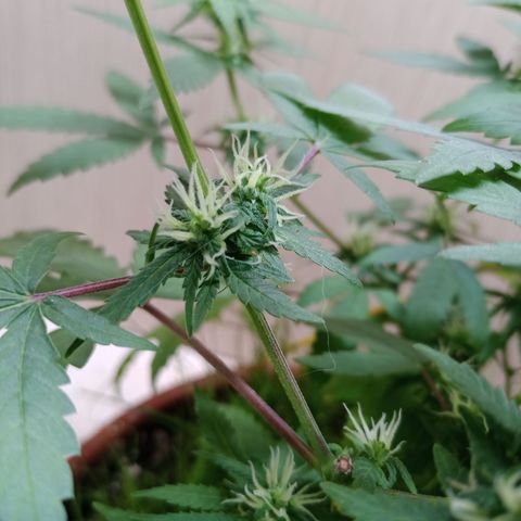 Unknown Mist #1 growlog timeline photo