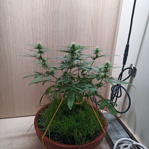Unknown Mist #1 growlog timeline photo