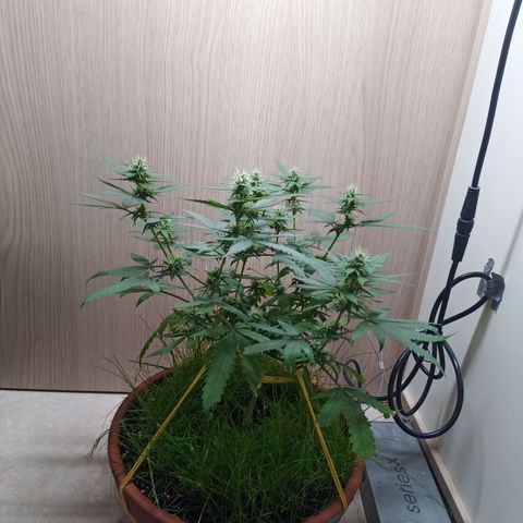 Unknown Mist #1 growlog timeline photo
